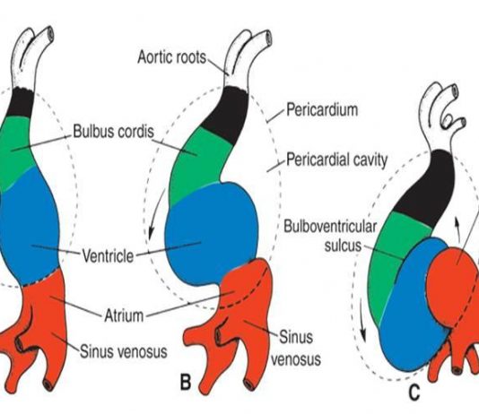 Embryology of the heart