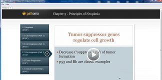3-4c Carcinogenesis part 3