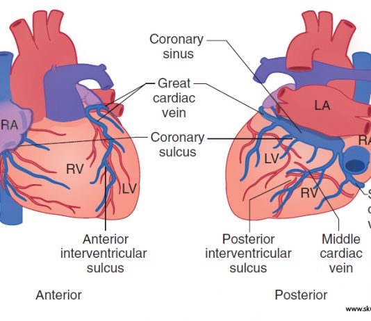 Venous Drainage of the Heart