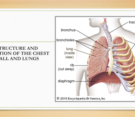 Thoracic Surgery; Anatomy, for Physical Therapy Students PPT